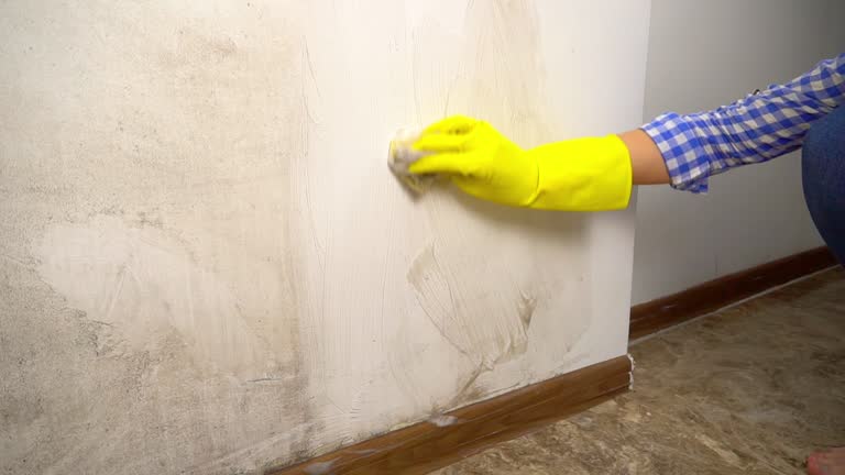 Best Dehumidification Services  in Pilot Mountain, NC