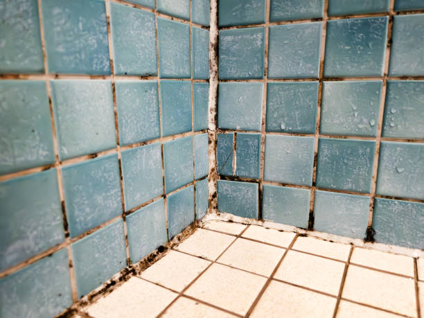 Best Crawl Space Mold Remediation  in Pilot Mountain, NC
