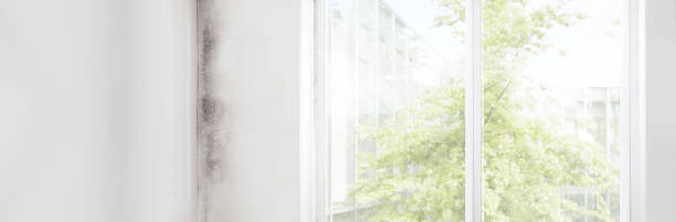 Best Environmental Consulting for Mold Prevention  in Pilot Mountain, NC