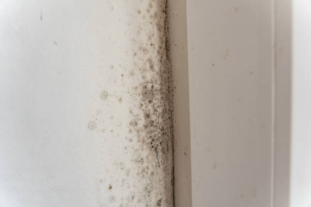 Best Biohazard Mold Removal  in Pilot Mountain, NC