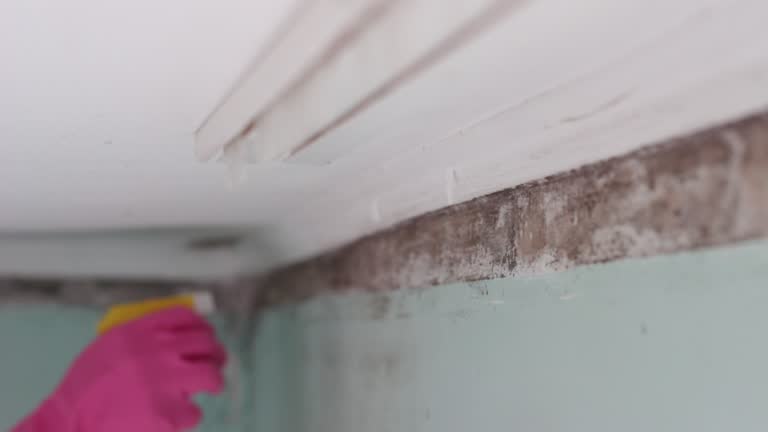 Pilot Mountain, NC Mold Removal Pros